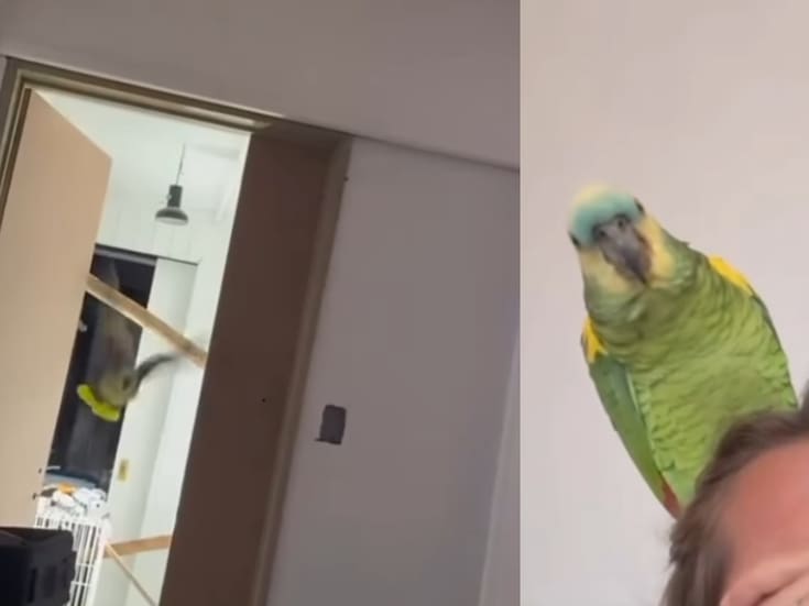 Loro escucha a su dueña llorar y vuela para consolarla; el tierno gesto se vuelve viral
