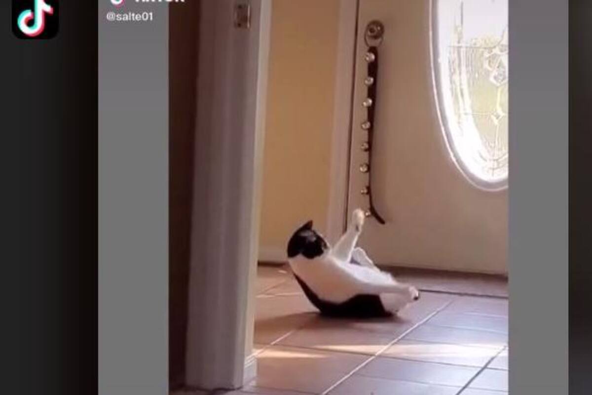 VIRAL: Gatito "baila" al estilo de break dance