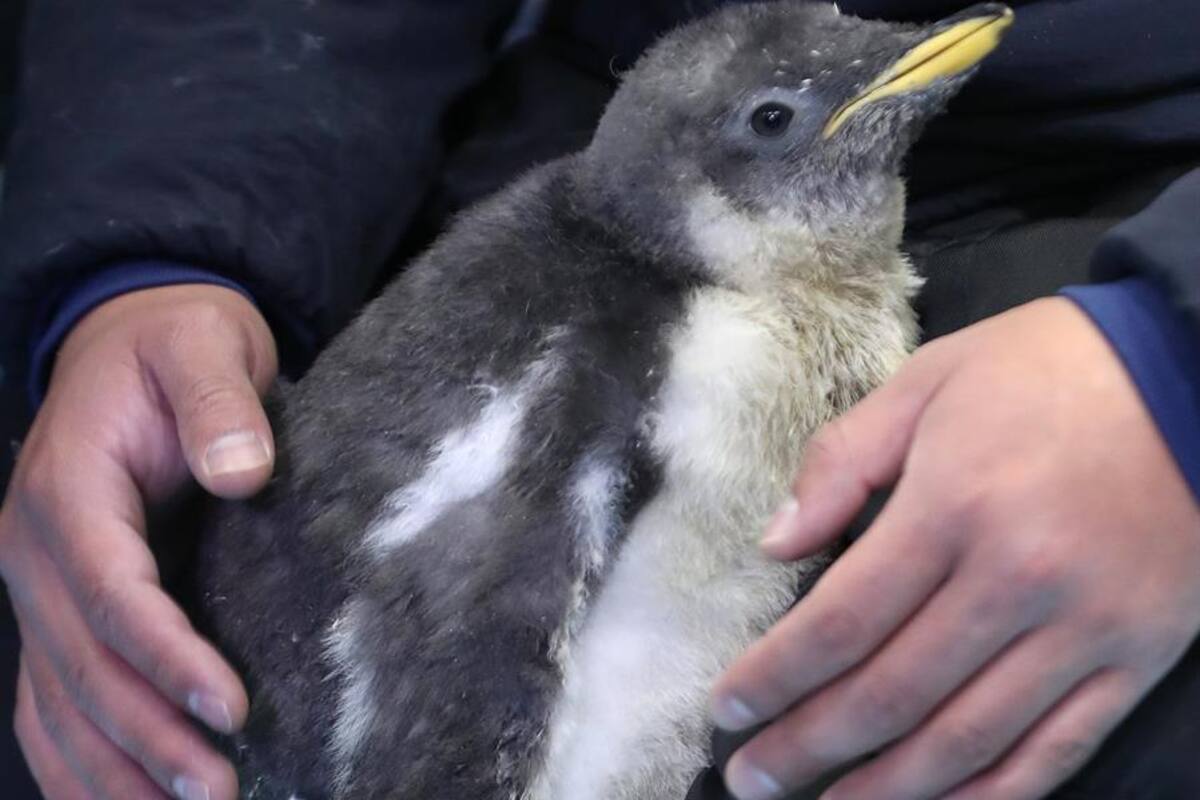 Alex, primer pingüino antártico nacido en México invita a cuidar ecosistemas