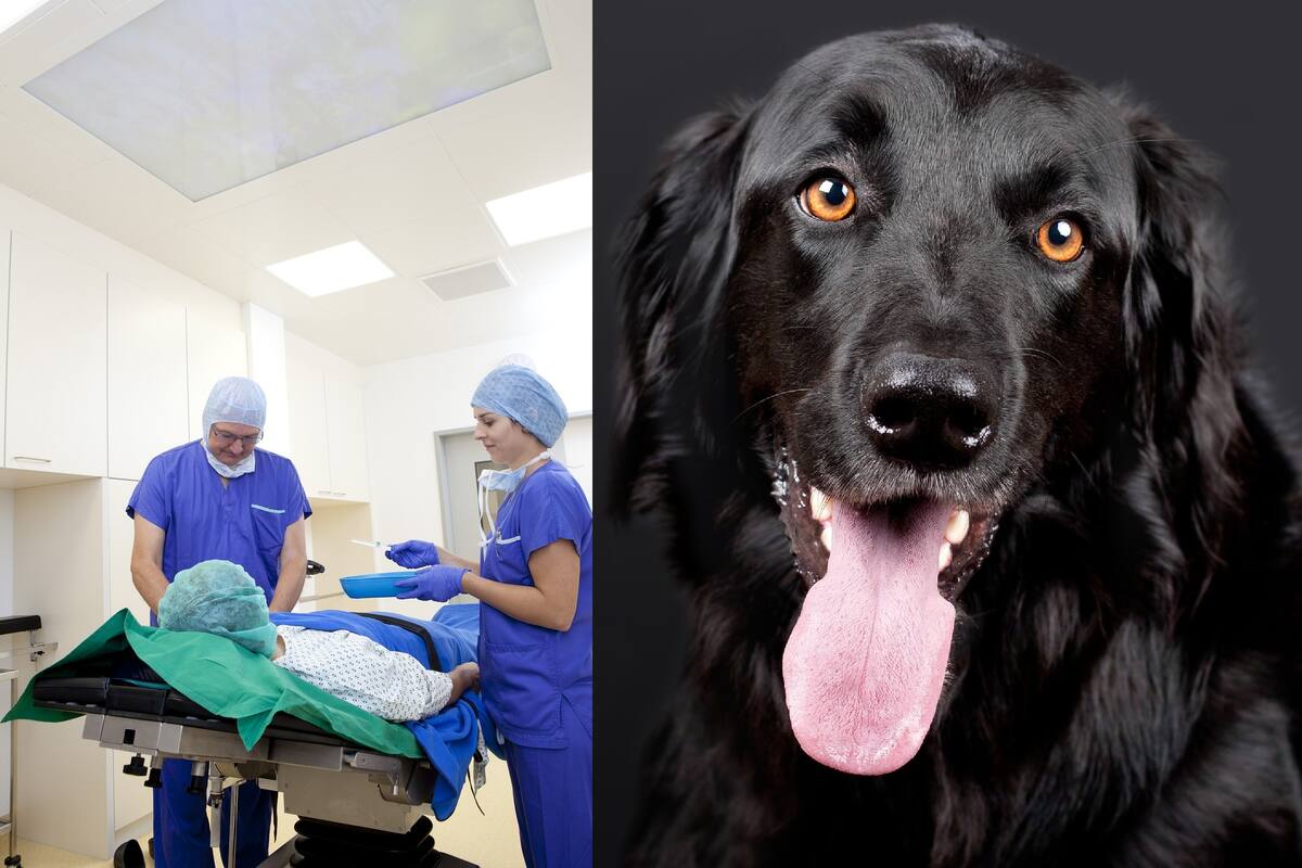 Animales capaces de detectar enfermedades en humanos