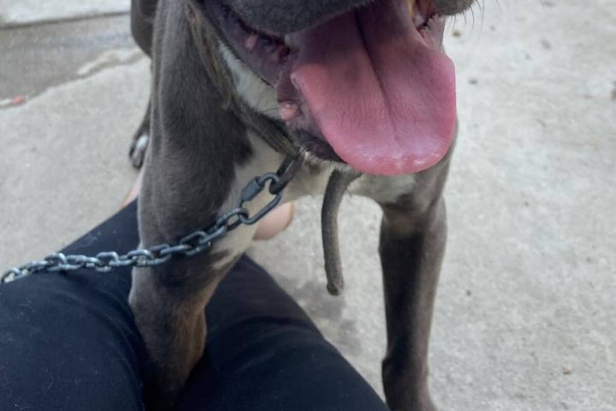 Perrito sordo busca familia