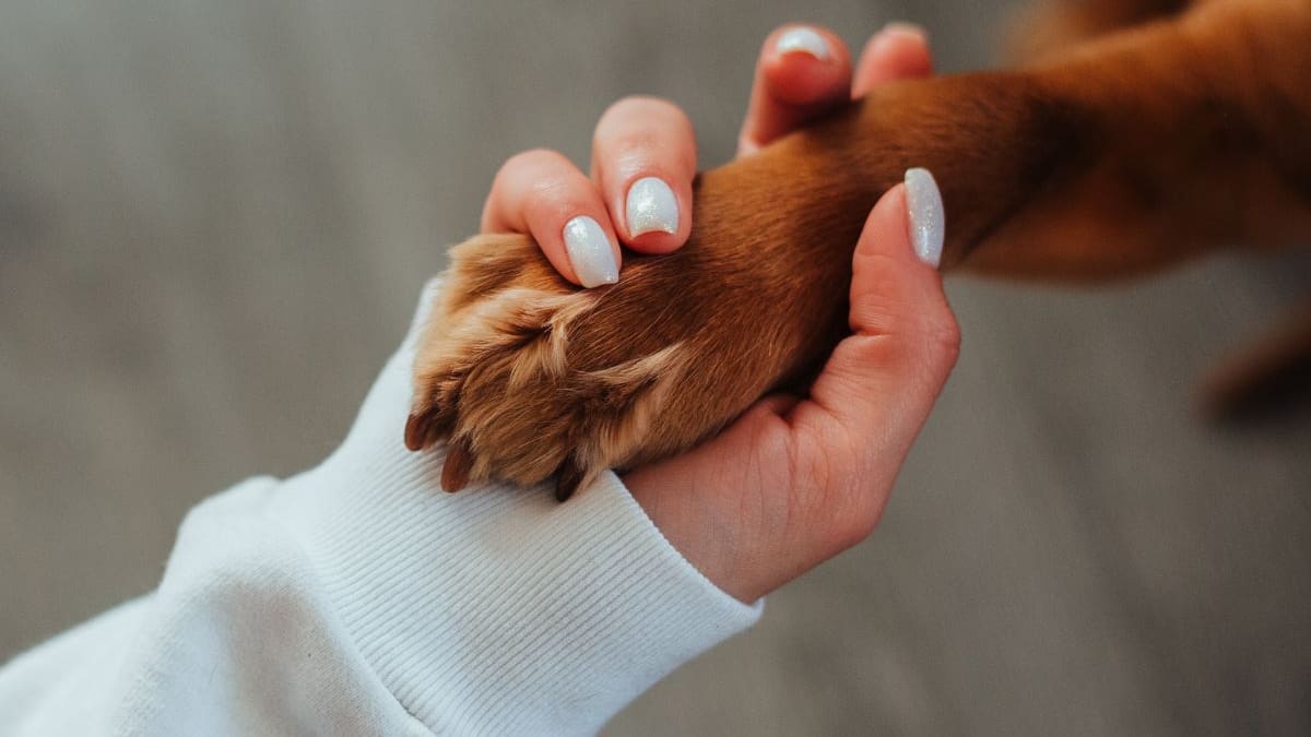 Tener otra mascota después de una pérdida no siempre ayuda al duelo, pues expertos alertan que reemplazar rápidamente al animal fallecido puede dificultar la adaptación emocional en casa