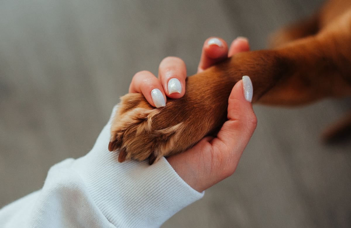 Tener otra mascota después de una pérdida no siempre ayuda al duelo | Foto: Especial (canva)
