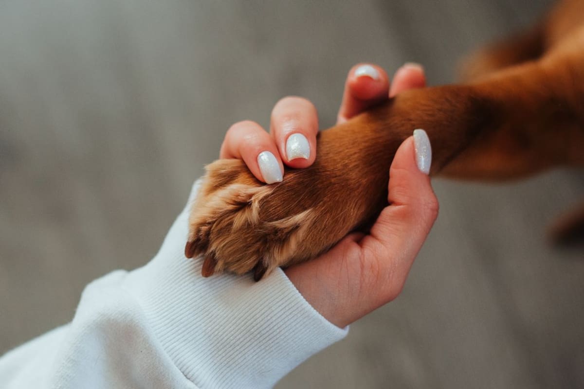 Tener otra mascota después de una pérdida no siempre ayuda al duelo, pues expertos alertan que reemplazar rápidamente al animal fallecido puede dificultar la adaptación emocional en casa