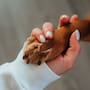 Tener otra mascota después de una pérdida no siempre ayuda al duelo, pues expertos alertan que reemplazar rápidamente al animal fallecido puede dificultar la adaptación emocional en casa