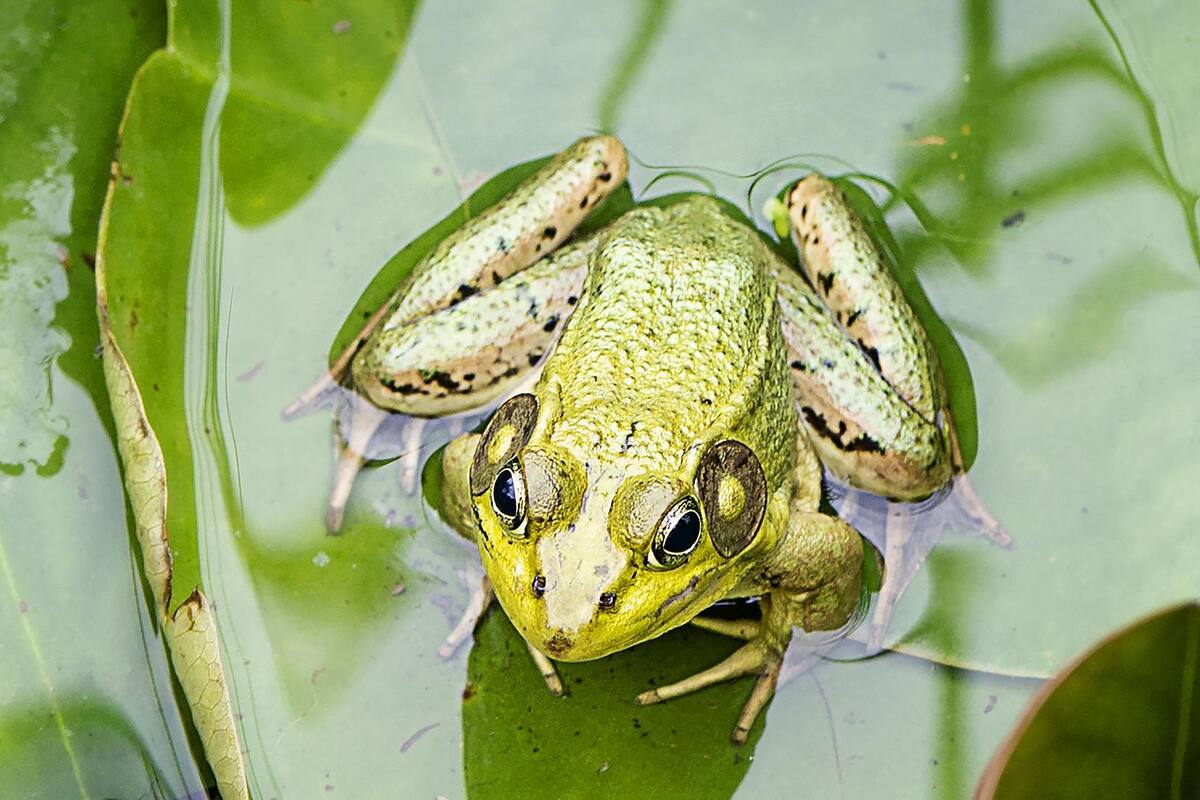 Regeneran científicos pierna de una rana