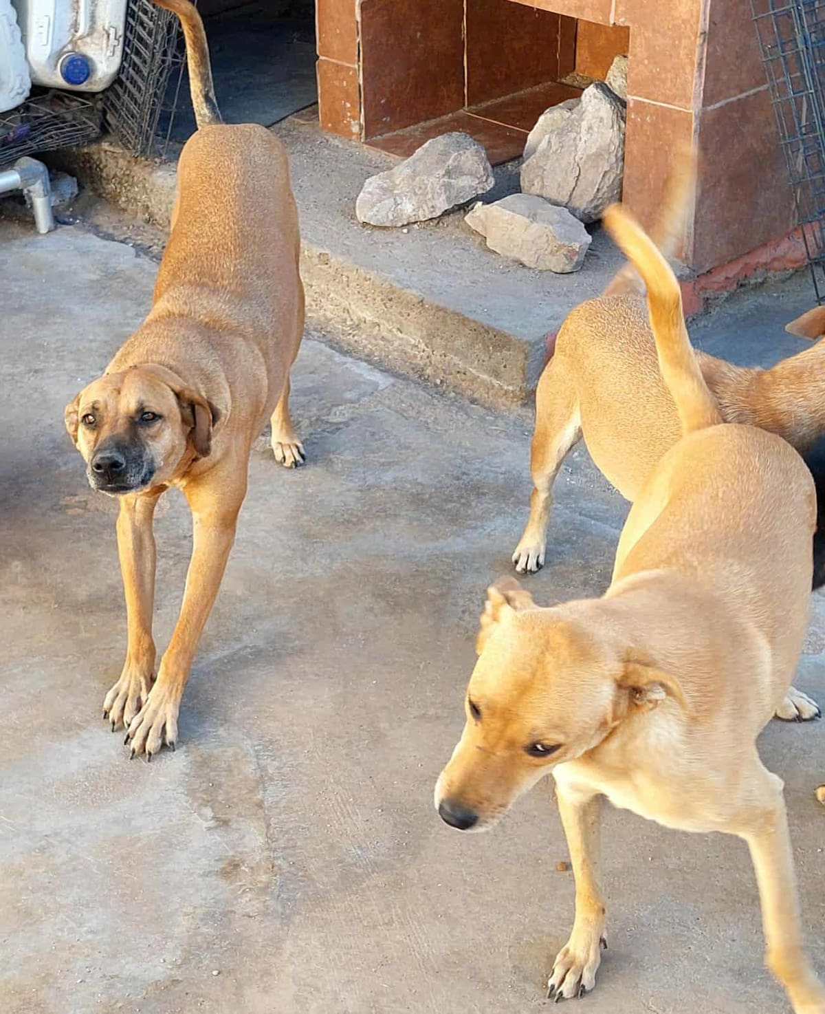 Hugo García pide ayuda para alimentar a más de 20 mascotas rescatadas