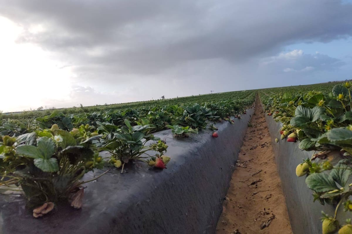 Fresa lidera siembras en la Zona Costa