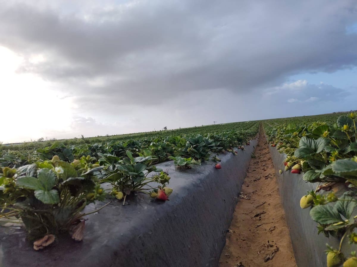El 90% del cultivo de fresa se exporta a Estados Unidos. Foto: Cortesía