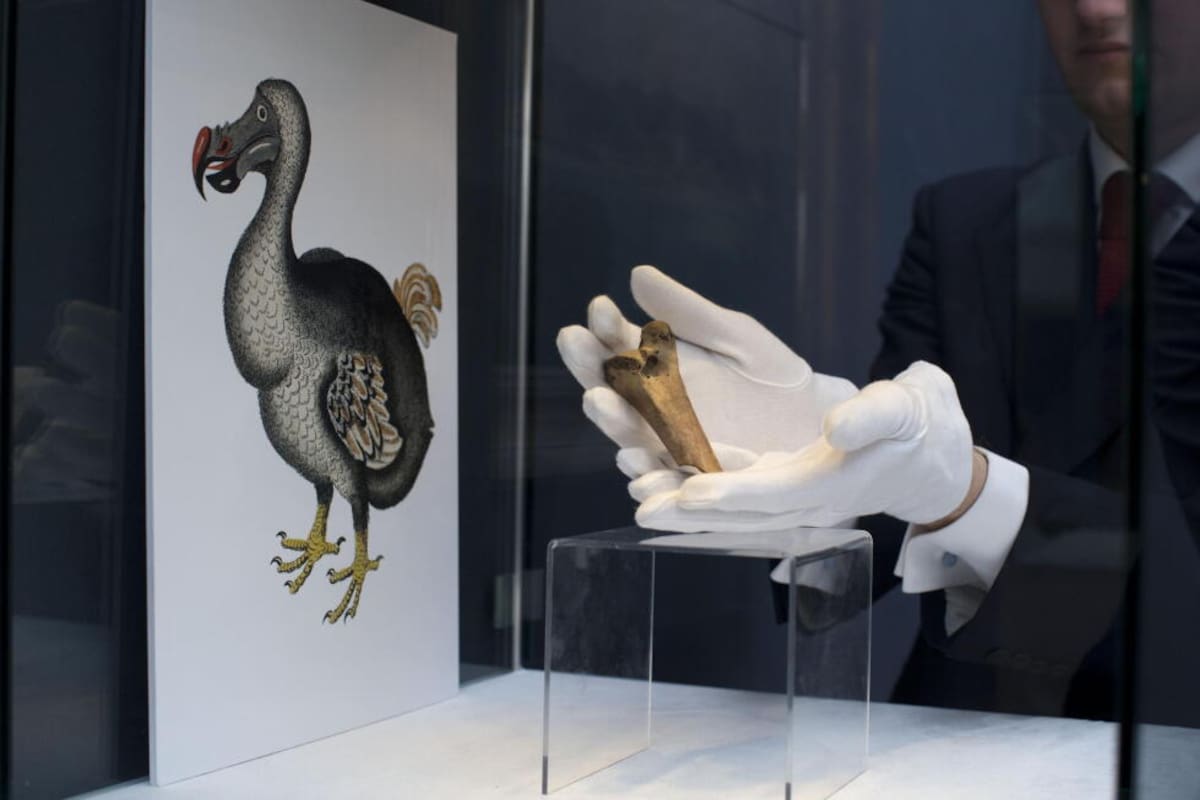 La paloma de Nicobar es el pariente vivo más cercano del dodo y podría aportar las células para desarrollar el proyecto de recuperación de la especie. Foto: AP