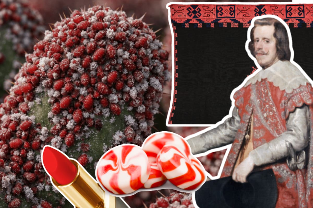 El rojo que vestía reyes nació en el nopal: cómo la grana cochinilla superó al oro en el comercio mundial
