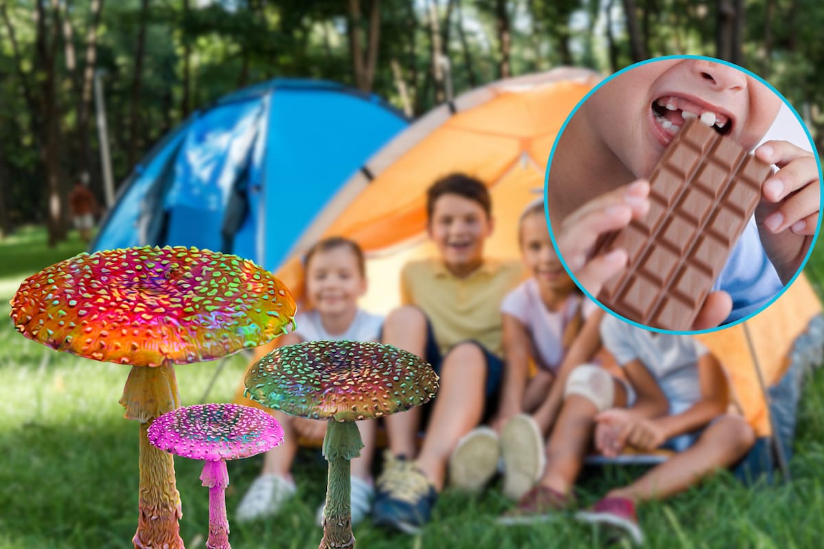 Después de que 13 niños enfermaran al mismo tiempo en un campamento de verano en Estados Unidos, las autoridades se dieron cuenta que habían comido dulces con hongos alucinógenos que un compañero les regaló