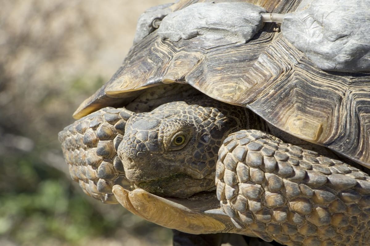 Arizona lanza programa para adoptar tortugas del desierto