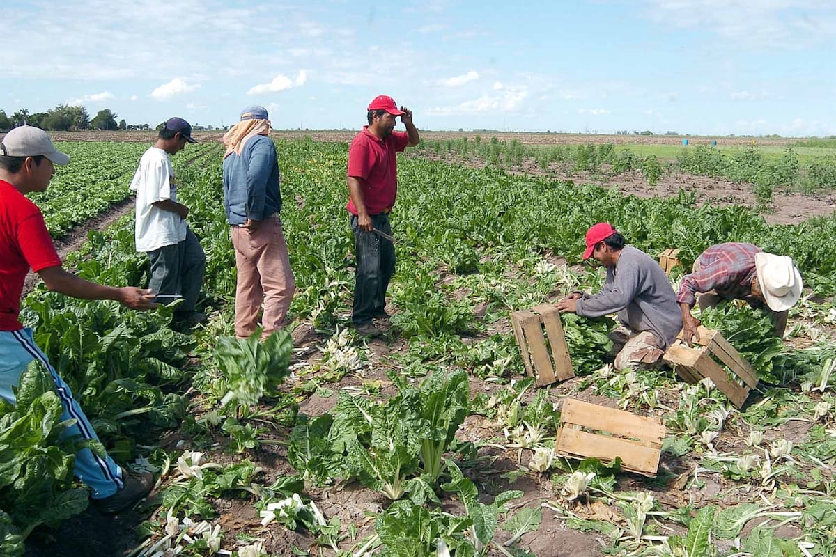 El campo sonorense “envejece”: productores alertan que los jóvenes ya no quieren continuar con la actividad agrícola