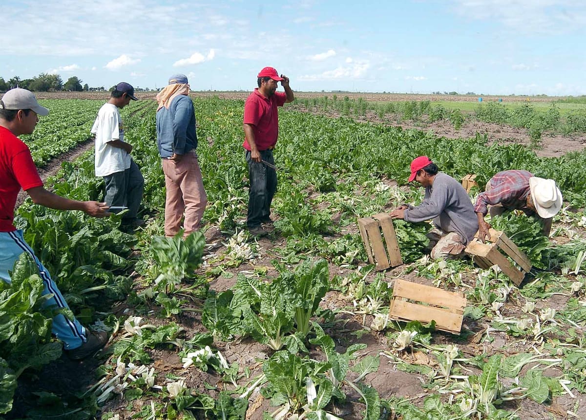 La agricultura es una gran fuente de empleo para muchas personas en el Sur de Sonora. FOTO: BANCO DIGITAL
