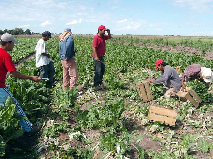 El campo sonorense “envejece”: productores alertan que los jóvenes ya no quieren continuar con la actividad agrícola