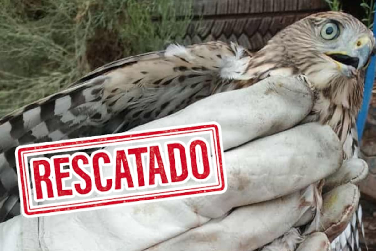 Rescatan a un Halcón en Nogales
