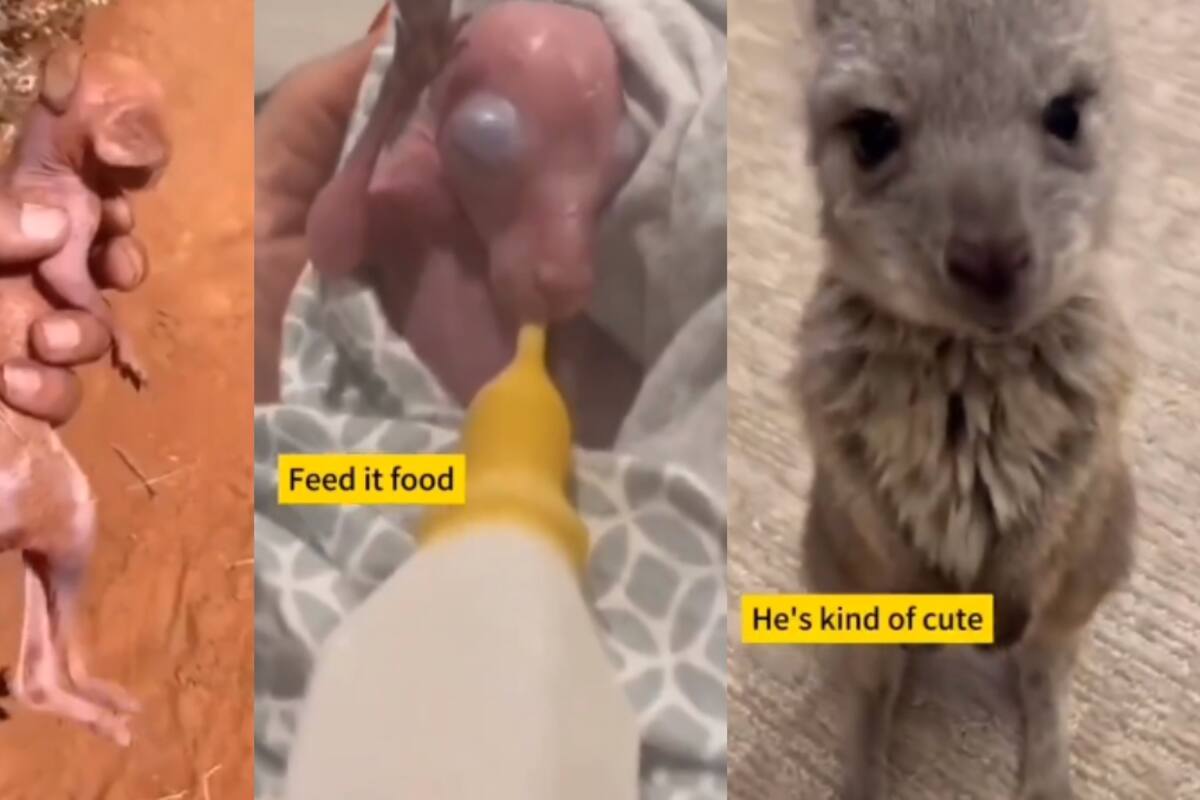 VIRAL: una pareja salva a un canguro bebé de morir abandonado en la intemperie