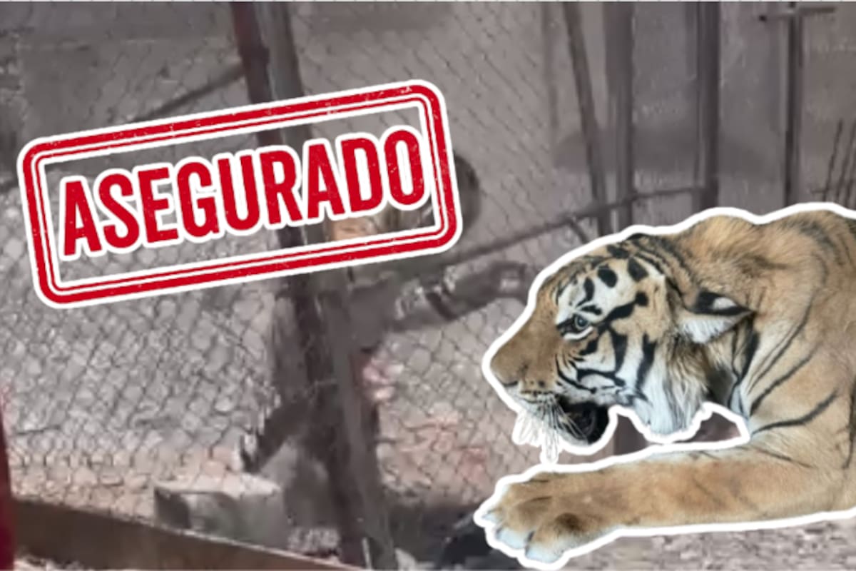 Aseguran a un tigre en Ciudad Juárez: lo tenían en malas condiciones y sin documentos
