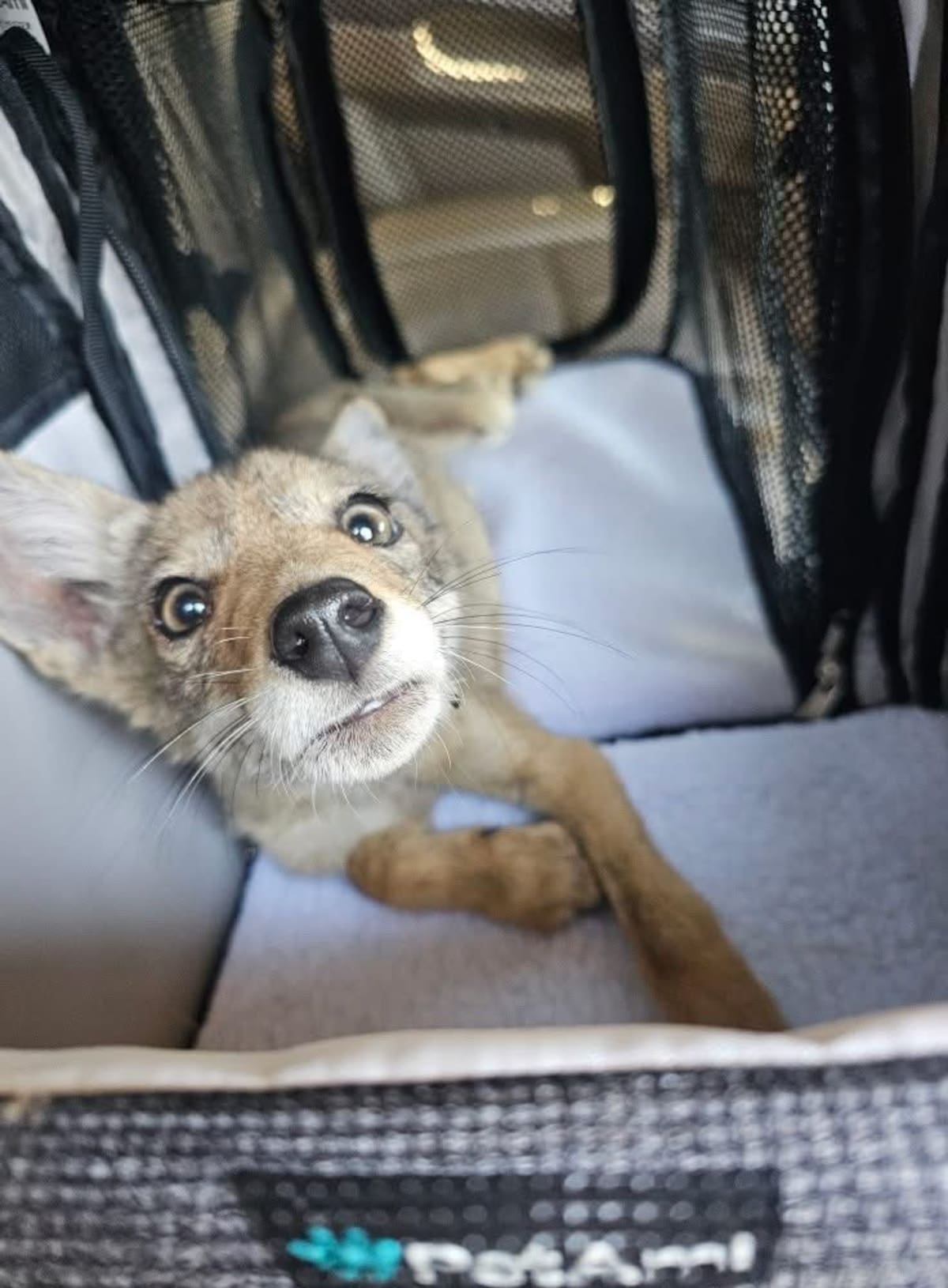 El coyote fue atendido por el refugio ''Cambiando vidas'' durante unos días. Foto: Cortesía