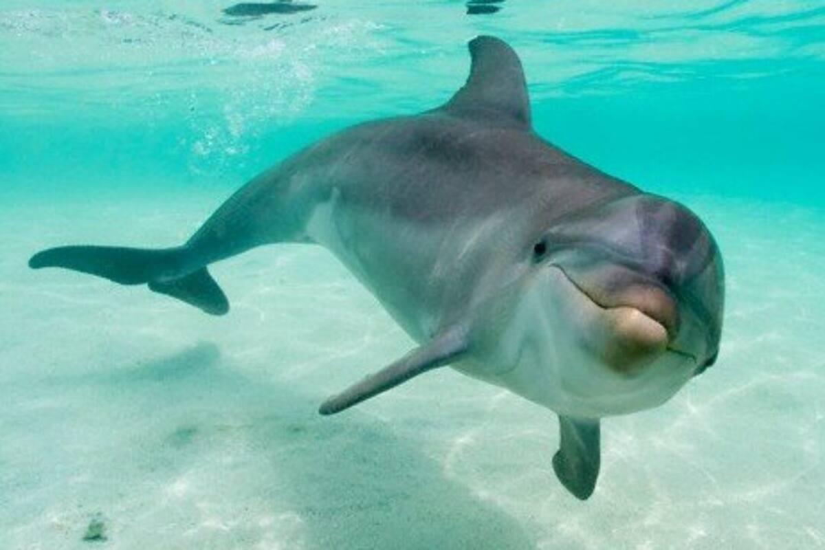 Graban a delfines enamorados, nadan tomados de las aletas