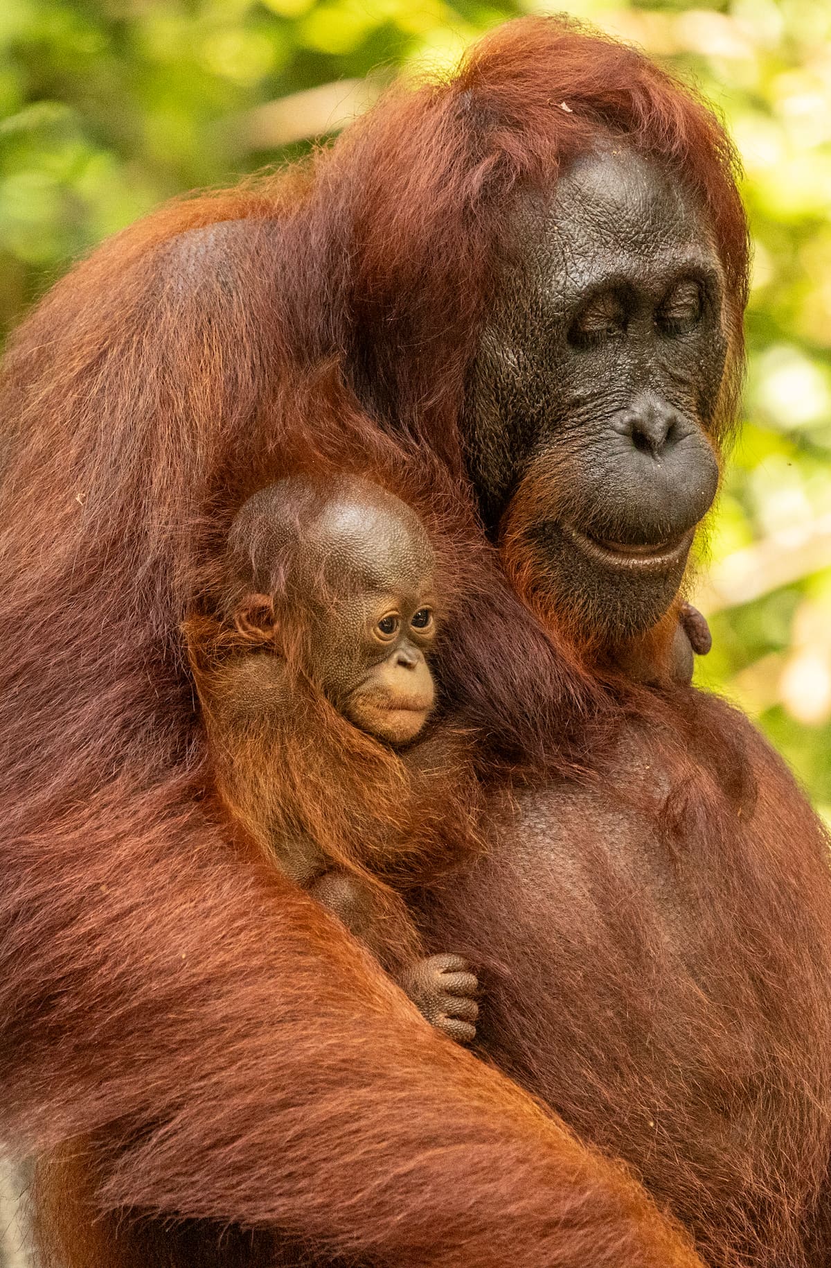 Salvar al gigante es salvar el bosque: por qué el orangután de Borneo está en peligro crítico