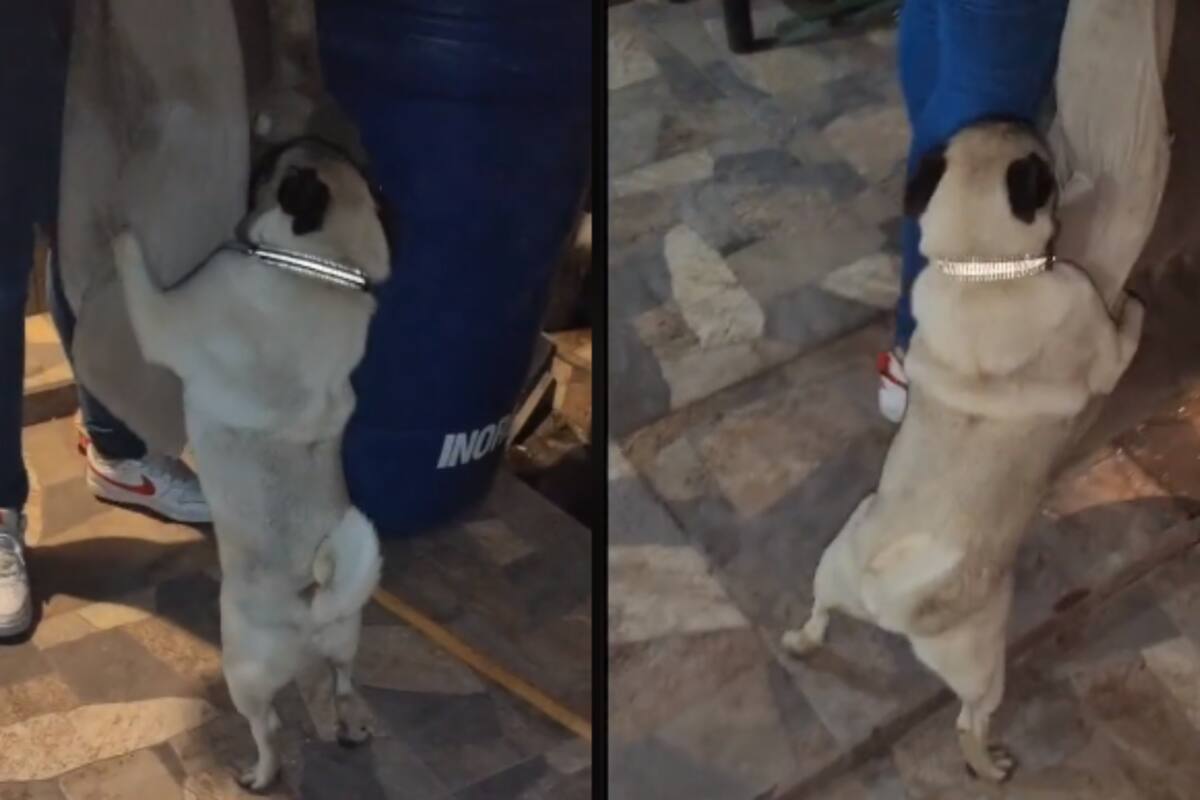 VIDEO: Perrito pug hace berrinche para que no tiren su cama