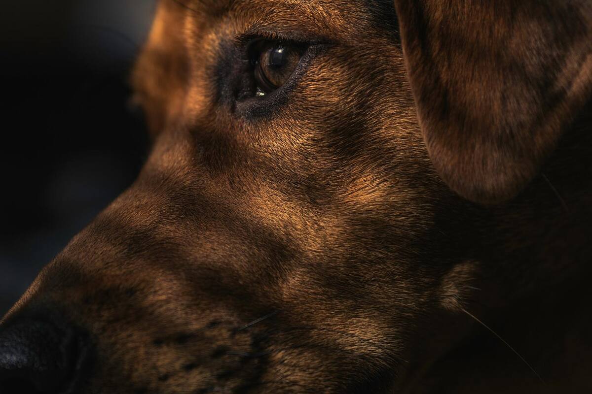 Envenenan y queman a perro en Obregón
