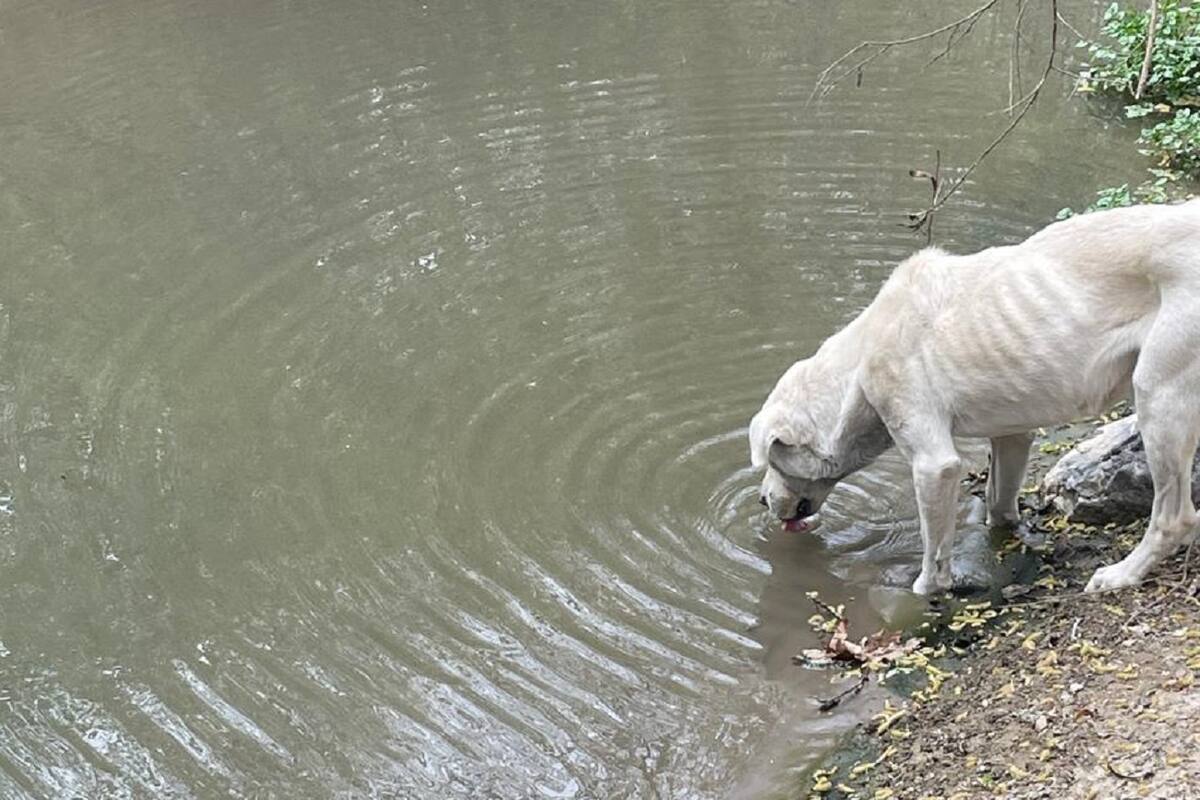 Derrame de aguas negras en Cañón Rosarito podría ser por descargas clandestinas