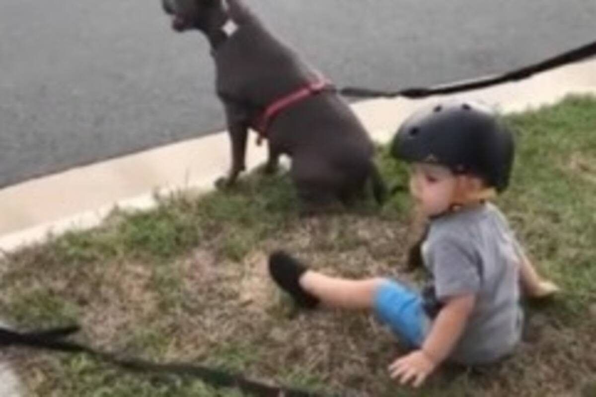 Niño se sienta cuando se lo ordenan a sus perros