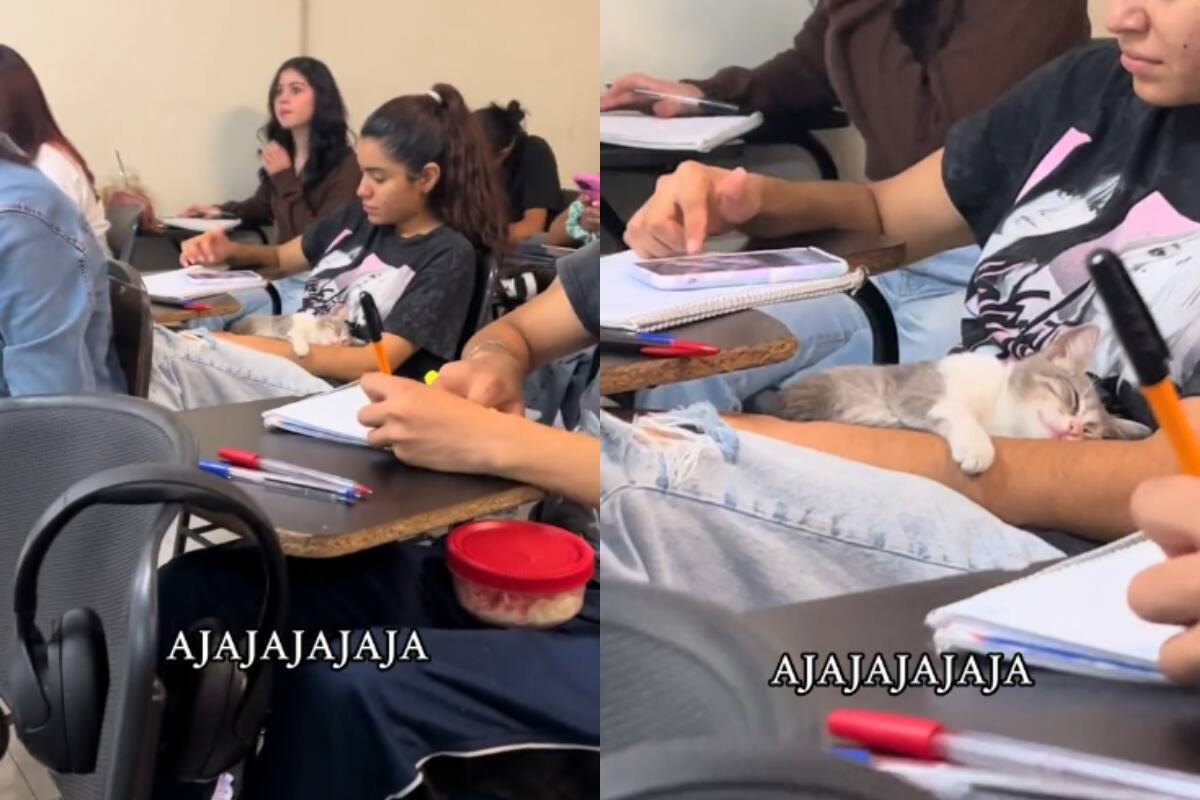 ¡Estudiante sorprende en redes al llevarse a su gato a clase! (VIDEO)