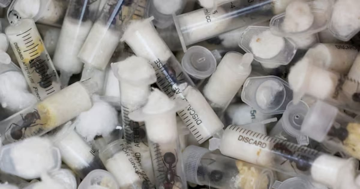 Más de 2000 hormigas vivas fueron descubiertas en aeropuerto, autoridades acusan a hombres chino y keniano por tráfico ilegal de especies - El Imparcial