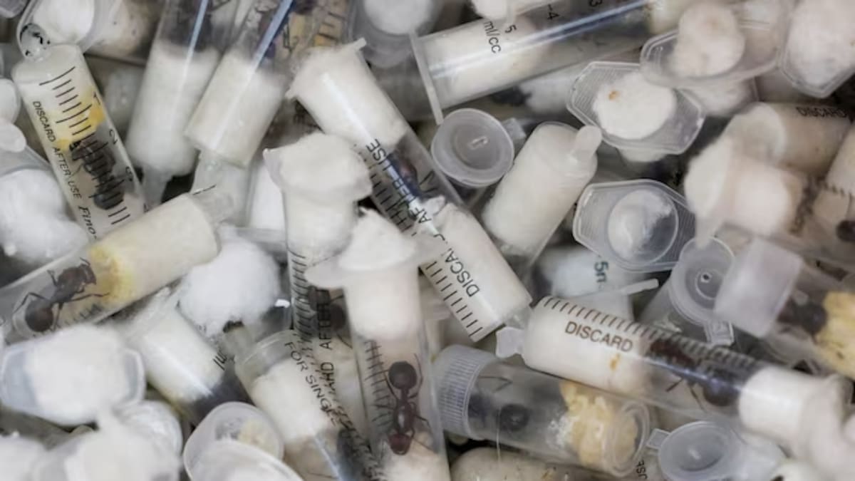 Más de 2000 hormigas vivas fueron descubiertas en aeropuerto, autoridades acusan a hombres chino y keniano por tráfico ilegal de especies