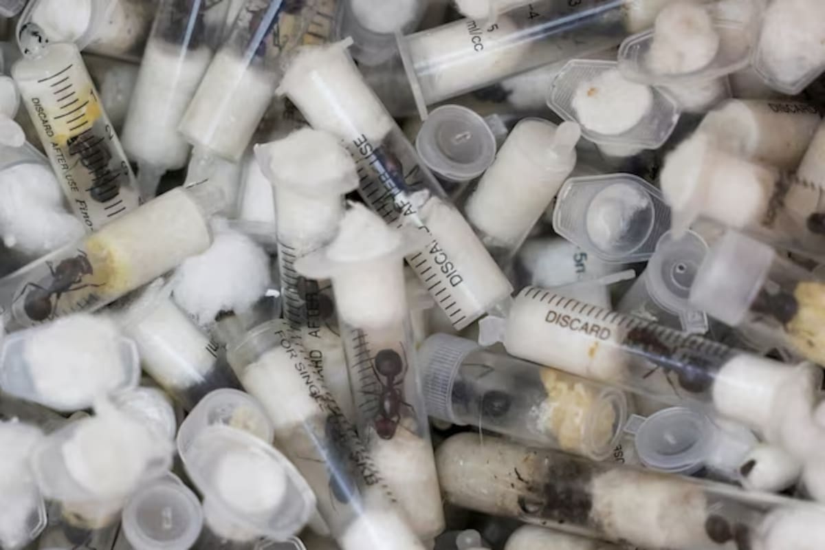 Más de 2000 hormigas vivas fueron descubiertas en aeropuerto, autoridades acusan a hombres chino y keniano por tráfico ilegal de especies