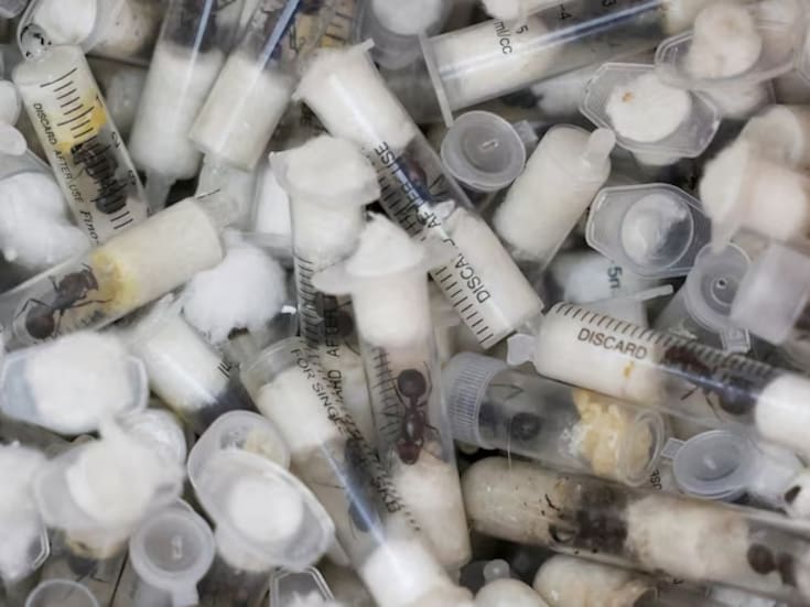 Más de 2000 hormigas vivas fueron descubiertas en aeropuerto, autoridades acusan a hombres chino y keniano por tráfico ilegal de especies