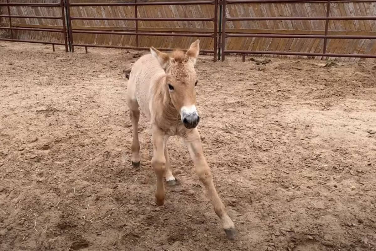 Clonan especie de caballo en peligro de extinción con una muestra de hace 22 años