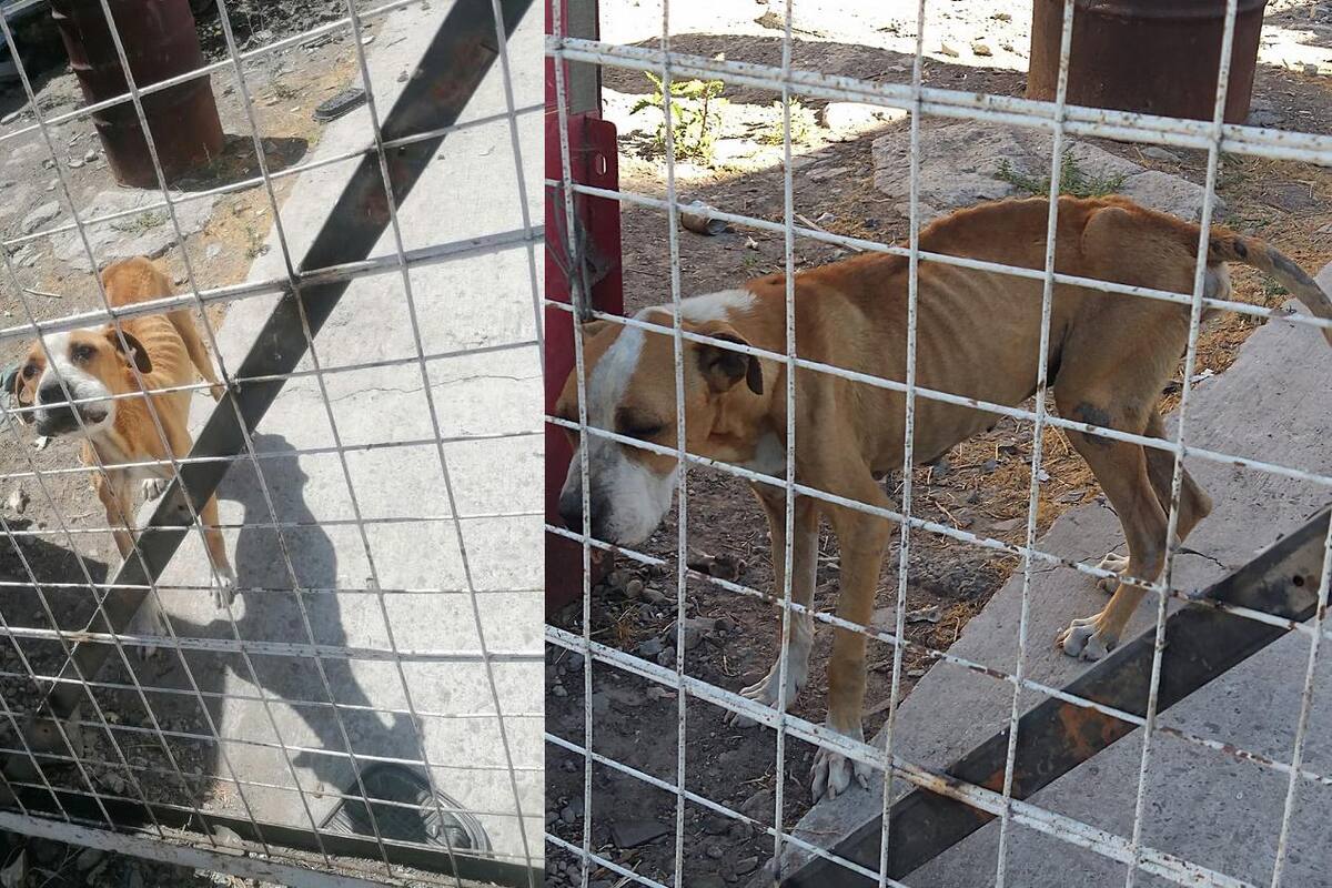 Denuncian maltrato animal en un inmueble del Mariano Matamoros en Tijuana