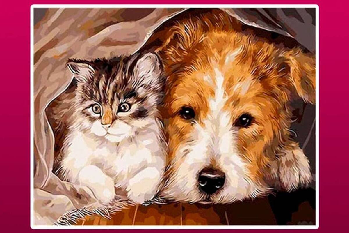 La diputada señaló que los lazos emocionales con los animales son comparables a los de padres e hijos, por lo que es esencial considerar sus derechos al momento de una separación. | Captura de pantalla