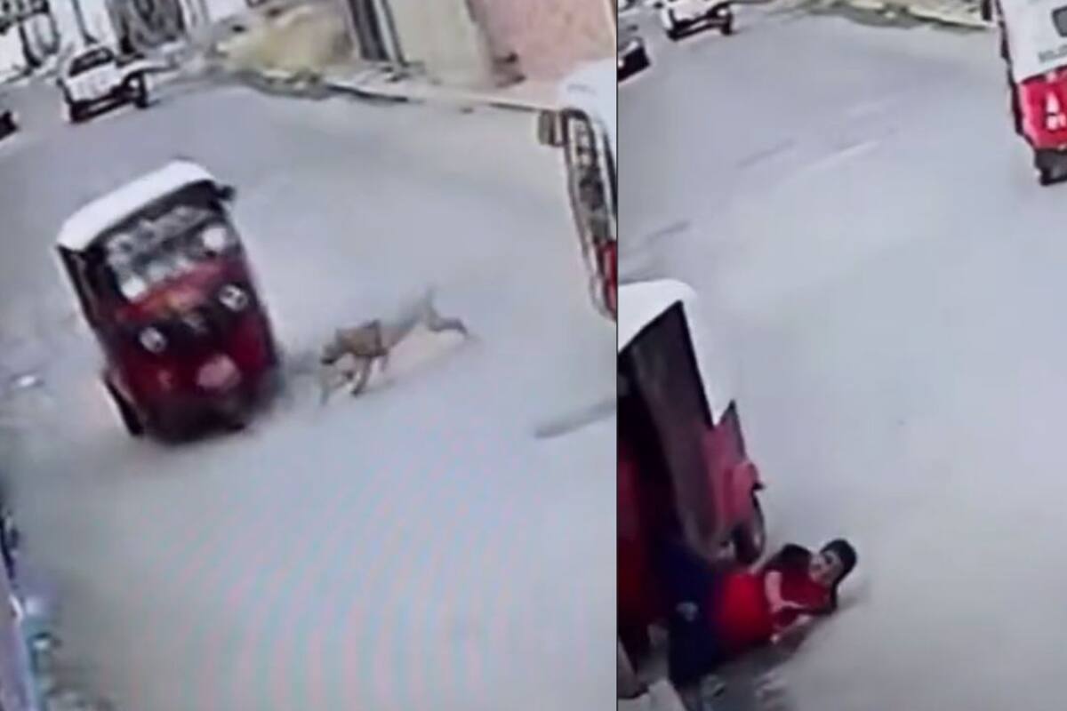 VIRAL: Perro callejero 'atropella' a moto taxi y se da a la fuga