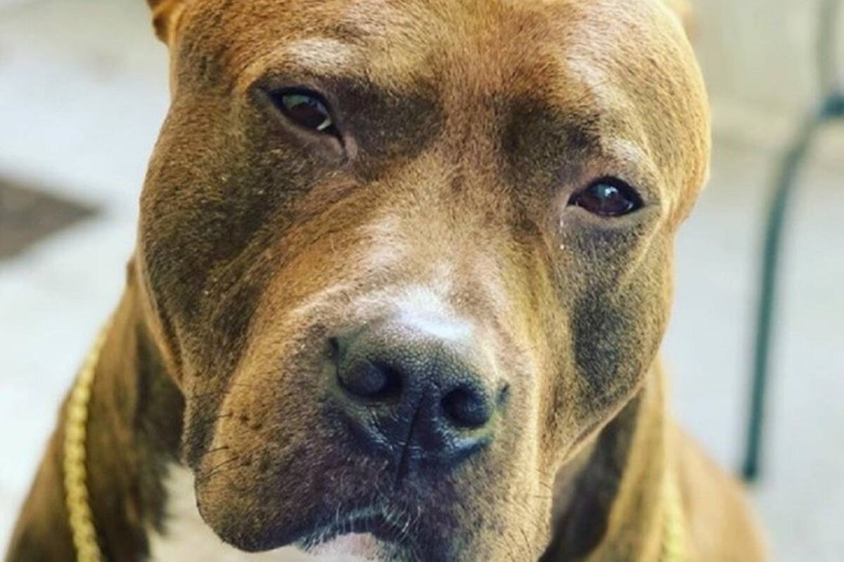 Muere niño de un año por ataque de un perro