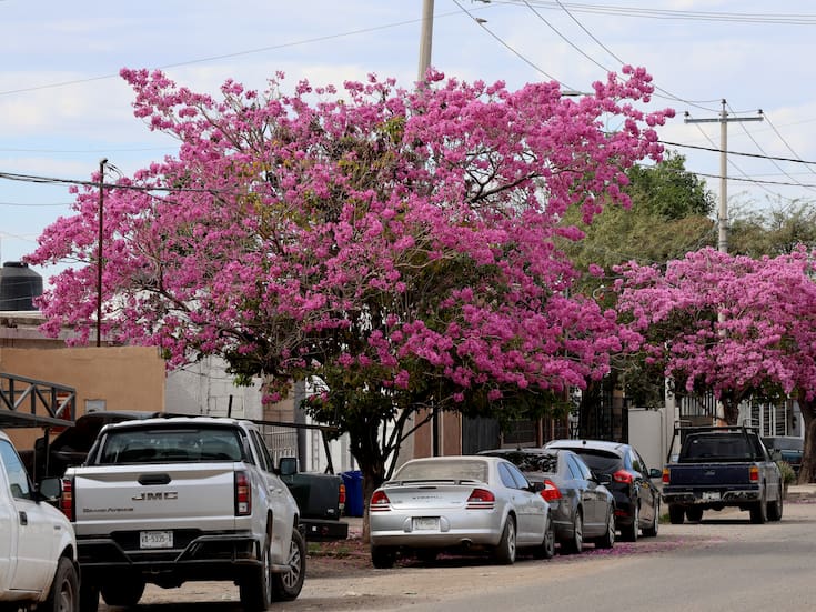Amapa, árbol nativo del desierto sonorense que florece en febrero por las calles de Hermosillo