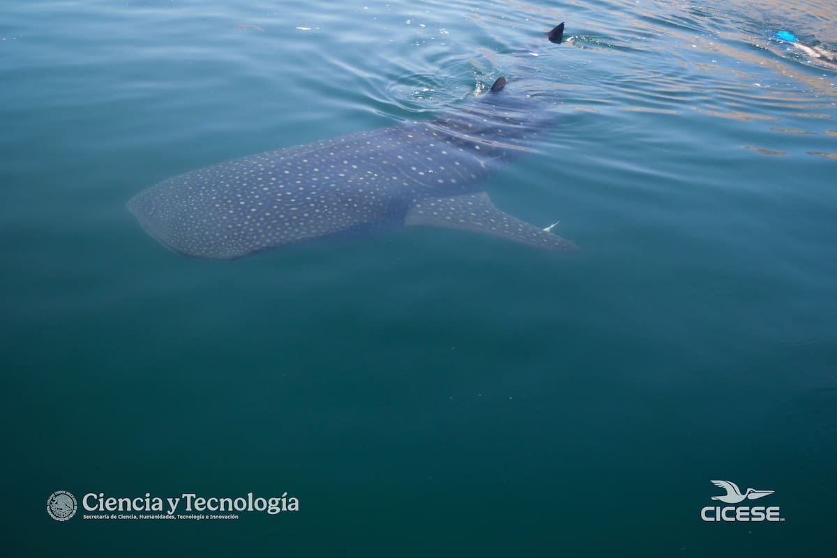 Investigadores desarrollan modelos de IA para monitorear al tiburón ballena