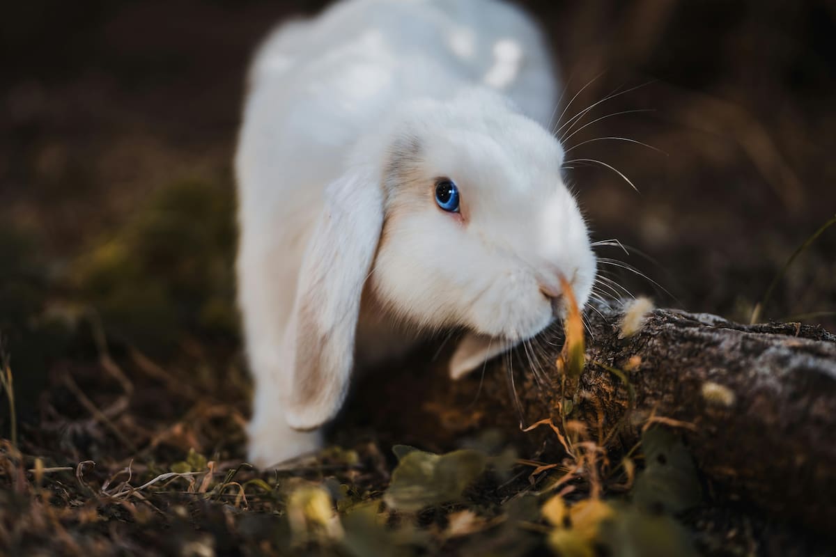 3 curiosidades sobre el conejo doméstico, según National Geographic