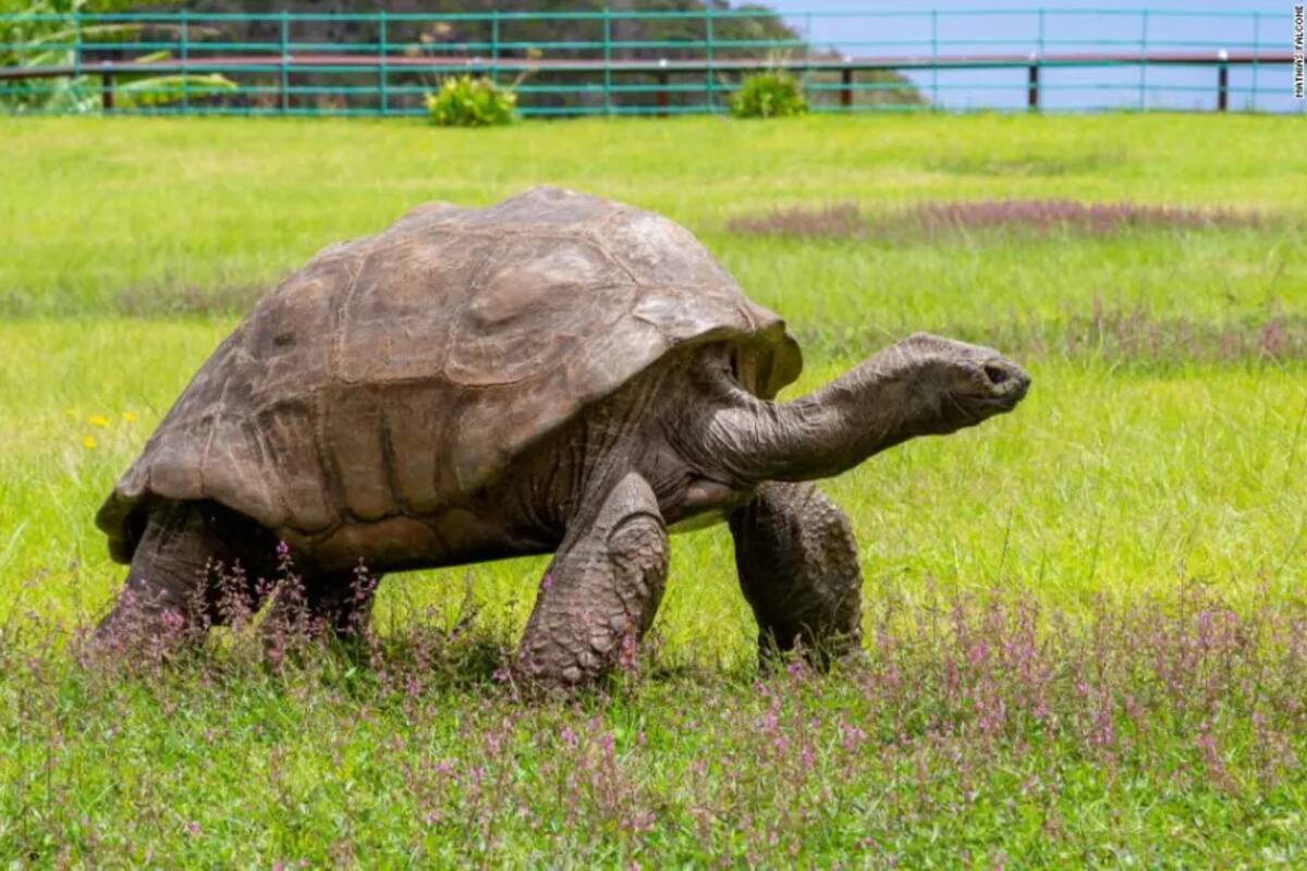 La tortuga Jonathan, el animal terrestre vivo más longevo, celebra 190 años