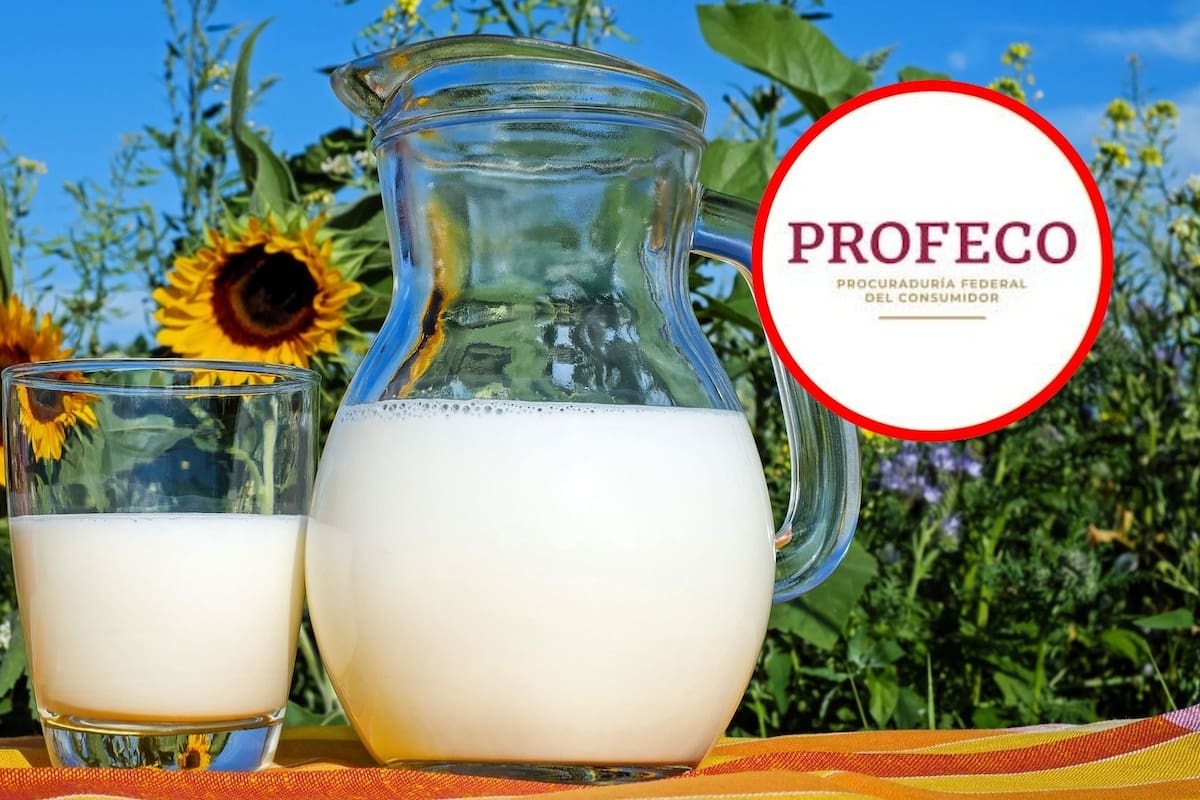 Profeco analiza 85 diferentes tipos de leche, estas son las mejores marcas según la procuraduría