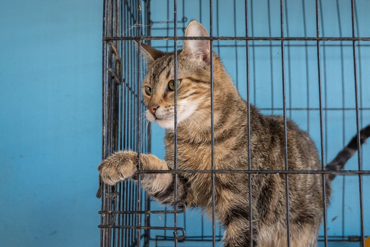 Fundado hace ocho años por Aide Guadalupe Enríquez López, el espacio se encuentra en su máxima capacidad y llama a la comunidad a apoyar con adopciones responsables o donaciones. Foto: Border Zoom