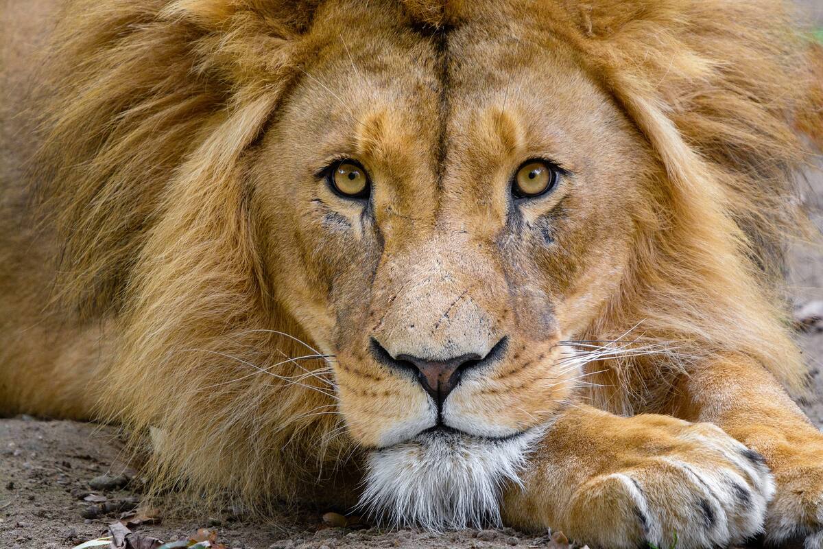 Causa indignación la manera en la que lucra un zoológico con sus animales