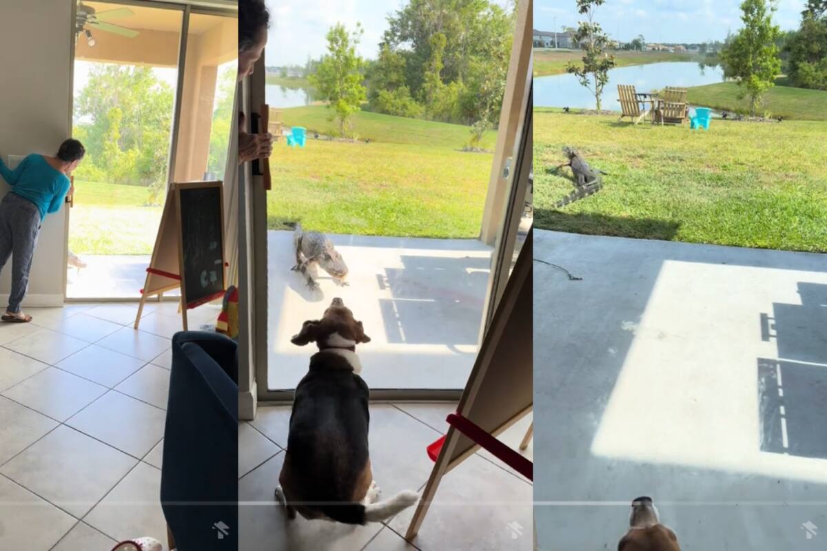 VIRAL | Mujer encuentra un caimán en el patio de su casa, ¡pero su perro lo ahuyenta con sus ladridos!