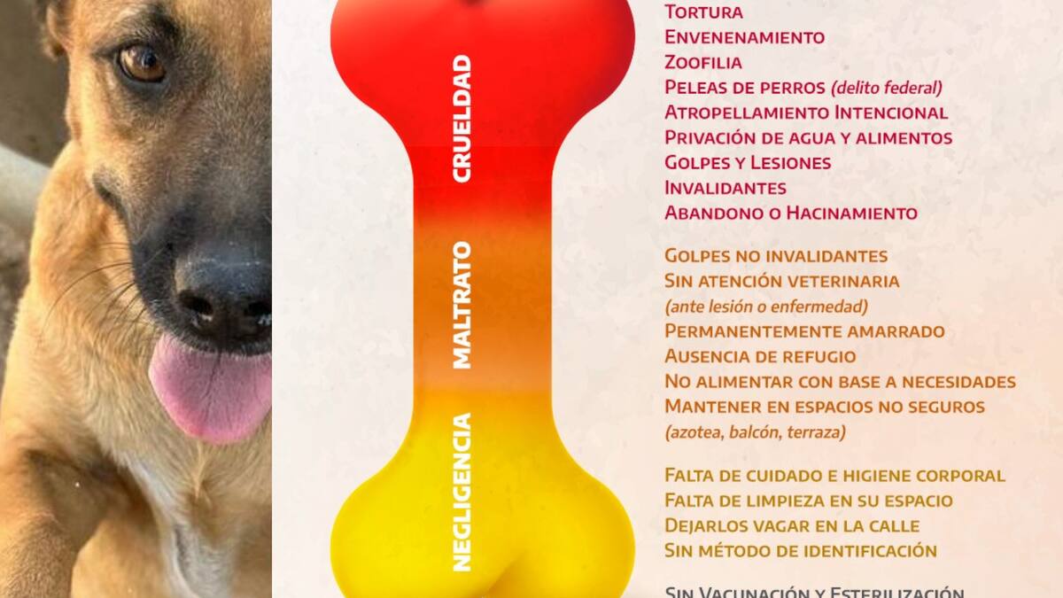Violentómetro Animal: una herramienta para clasificar y denunciar el maltrato a los animales en Ciudad de México