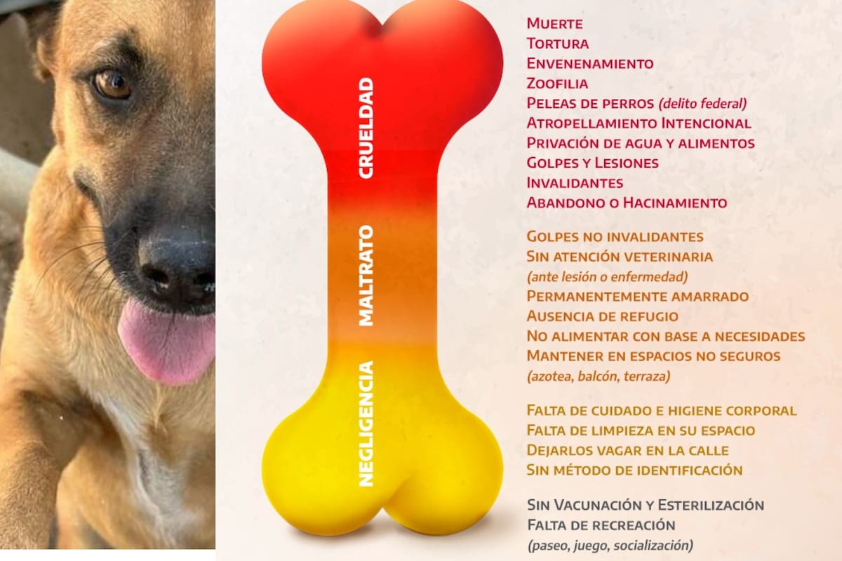 Violentómetro Animal: una herramienta para clasificar y denunciar el maltrato a los animales en Ciudad de México